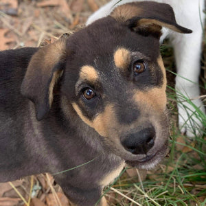 ramsey pup