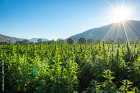 10 Ways to Understand the Farm Bill