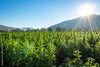 10 Ways to Understand the Farm Bill